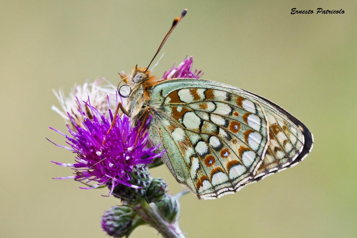 farfalla da identificare